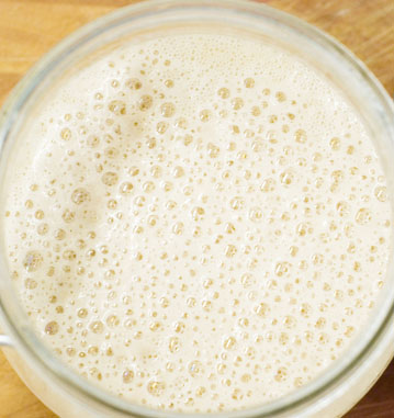 sourdough starter